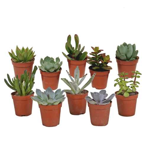 Vetplanten mix 10 stuks in 5,5 cm pot